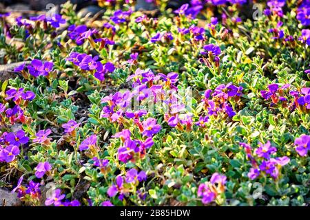 Fleurs violettes de la couverture de terre avec de petites feuilles vertes. Banque D'Images