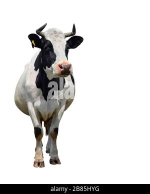 Vache noire et blanche à pois pleine longueur isolée sur blanc. Vache gros plan. Animaux de ferme Banque D'Images