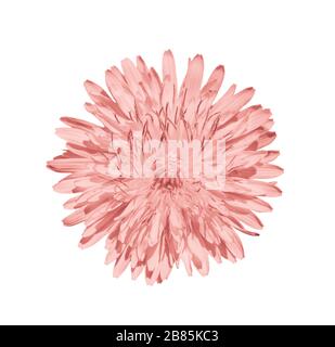 Tête de fleur de pissenlit isolée sur fond blanc. Pissenlit corail clair à proximité. Tête de fleur. Banque D'Images