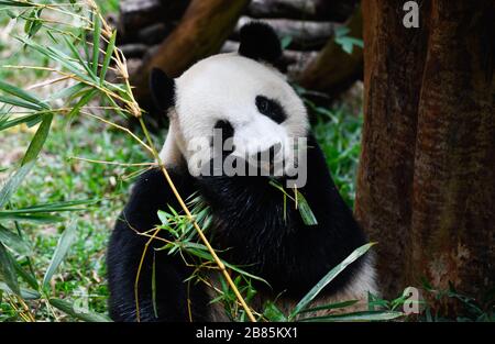 Haikou, province de Hainan en Chine. 20 mars 2020. Le panda géant Gong Gong mange des bâtons de bambou au parc tropical de la faune de Hainan et au jardin botanique de Haikou, dans la province de Hainan, en Chine méridionale, le 20 mars 2020. Le parc a rouvert au public vendredi. Crédit: Yang Guanyu/Xinhua/Alay Live News Banque D'Images