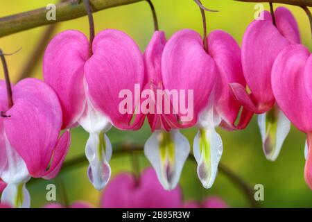 Gros plan sur le coeur de la saignement (Lamprocapnos spectabilis), Allemagne Banque D'Images