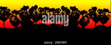 Rouge coloré noir rangée sucre palmier branche silhouette arrière-plan, arbre forme palmier fond jungle, photo arbre de l'art coucher de soleil lumière multicolore Banque D'Images