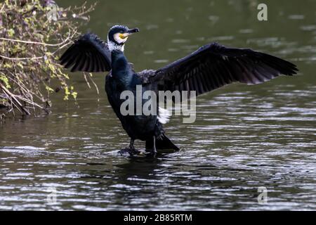Northampton, Royaume-Uni, 17 mars 2020, UN Cormorant. Phalacrocurax cabo (Phalacrocoracidae) séchant ses ailes après avoir pêché dans le lac inférieur à Abington P Banque D'Images