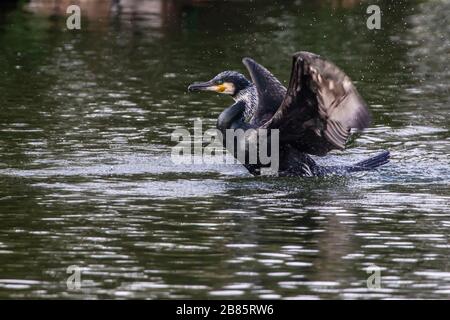 Northampton, Royaume-Uni, 17 mars 2020, UN Cormorant. Phalacrocurax cabo (Phalacrocoracidae) qui faillisse ses ailes après avoir pêché dans le lac inférieur d'Abington Banque D'Images