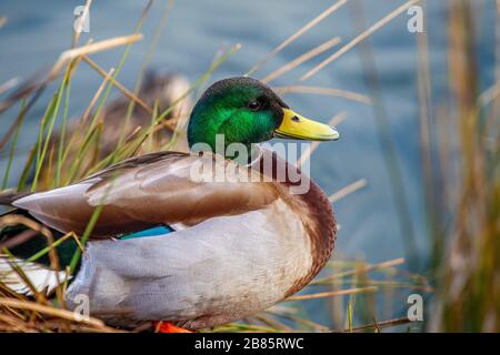 Northampton, Royaume-Uni, 17 mars 2020, UN Mallard. Anos platyrhynchos (Anatidae) reposant au soleil, lac d'Abington Park. Banque D'Images