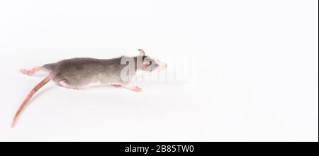 Jeune rat isolé sur blanc. Animaux de rongeur. Rat domestiqué gros plan. Le rat neige l'air Banque D'Images