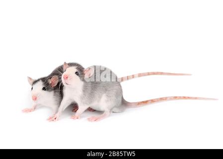 Deux jeunes rats gris isolés sur fond blanc. Animaux de rongeur. Les rats domestiqués se rapproquent. Les rats regardent quelque chose Banque D'Images