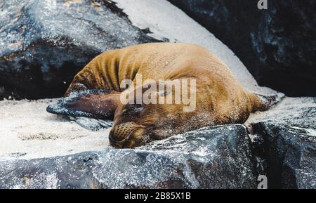 Fourmi-mer paresseux dormant sur les rives rocheuses des îles Galapagos, Équateur Banque D'Images