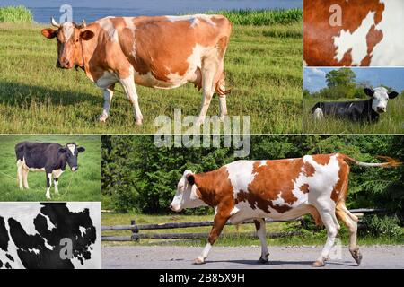 Collage de vaches de pâturage et de crottes sur le terrain. Concept d'animaux de ferme Banque D'Images