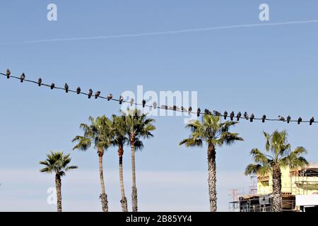 Les oiseaux sur le fil Banque D'Images