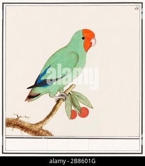Oiseau à tête rouge (15961610) par Anselmus Botius de Boodt.jpg - 2B8601G