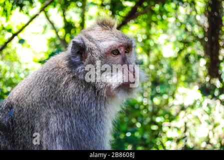 Un singe balinais à queue longue Banque D'Images