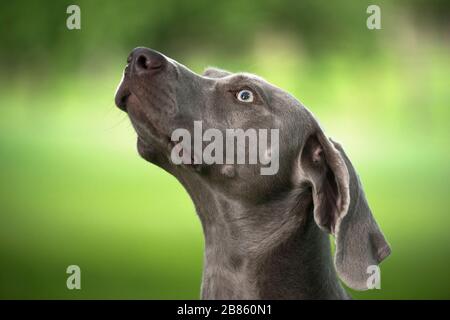 Portrait du chien de chasse de race Weimaraner sur fond flou vert. Fermer. Banque D'Images