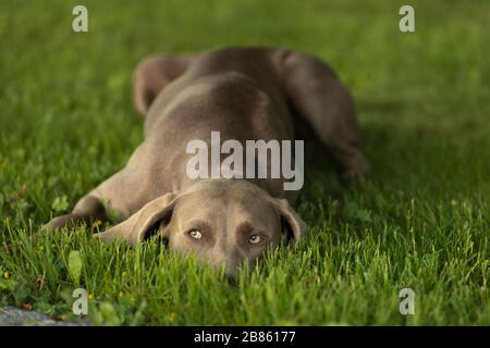 Chien suspect de race Weimaraner allongé sur une pelouse et regardant vers le haut. Banque D'Images