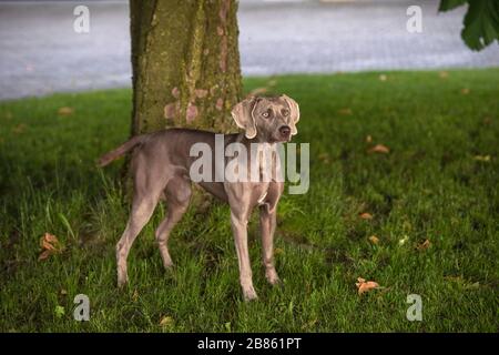 Le chien de race Weimaraner se tenant dans un parc verdoyant en été. Banque D'Images