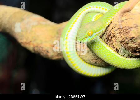 Grand-eyed Pit Viper ce Viper est l'un des plus beaux serpents que l'on peut trouver dans la nature; il est moins agressif à un jeune âge et d'avoir le portroi Banque D'Images