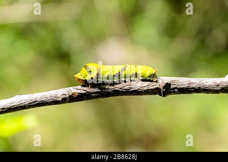 Caterpillar Swallowtail avec fond vert, se déplace sur une branche marron. Banque D'Images