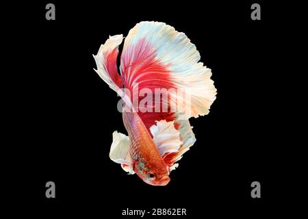 Poissons de Betta, poissons de combat siamois, betta splendens (Halfmoon betta ) isolés sur fond noir Banque D'Images