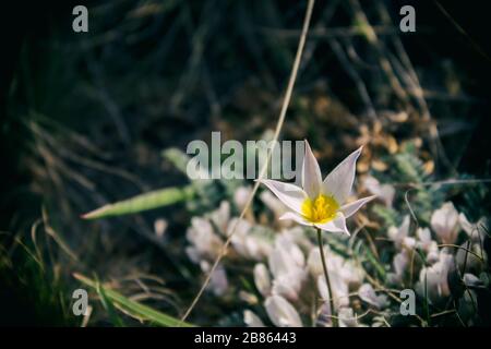 Tulipe sauvage. Plantes de steppe. Fleurs de printemps. Espace de copie. Banque D'Images