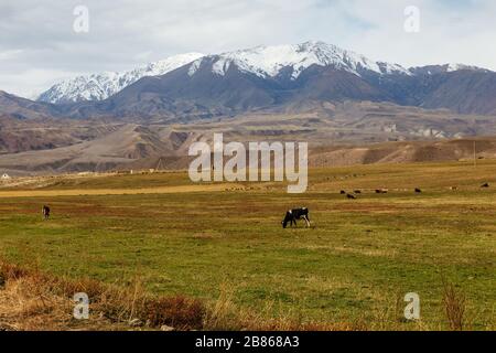 Les vaches brachent dans un pâturage près des montagnes au Kirghizstan. Banque D'Images