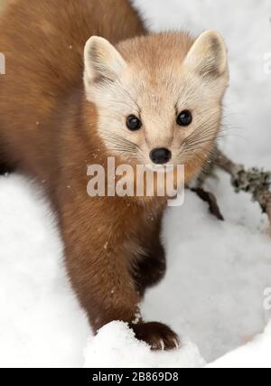 Marten de pin dans le parc Algonquin, Canada en hiver Banque D'Images