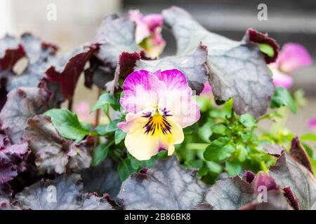 Une violette à ressort délicate avec rose violet en haut et jaune au centre et en bas avec détails violet foncé Banque D'Images