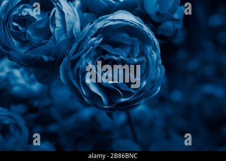 foyer sélectif, roses pivoines lumineuses dans le bleu classique tintant Banque D'Images