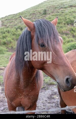 vue rapprochée d'un cheval de la baie brune debout dans un paddock extérieur boueux derrière une clôture en fil Banque D'Images