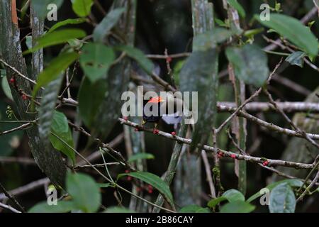 Magnifique et rare spécimen de manakin, Costa Rica, à capuchon rouge Banque D'Images