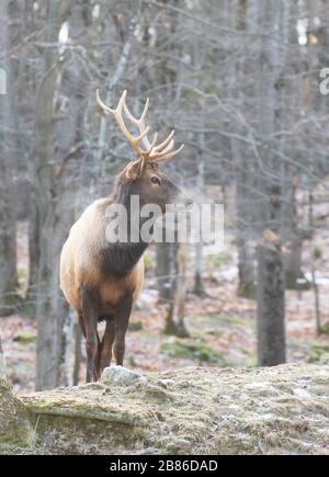 Taureau avec de grands bois debout dans la forêt par une froide journée d'automne au Canada Banque D'Images