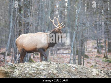 Taureau avec de grands bois debout dans la forêt par une froide journée d'automne au Canada Banque D'Images