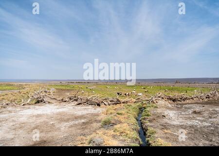 Afrique, Djibouti, Lac Abbe. Un troupeau de chèvres près du lac Abbe Banque D'Images