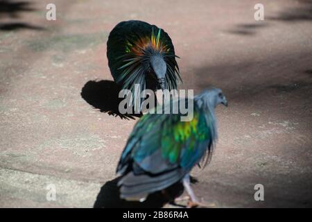 Pigeon Nicobar colorés flânant dans la chaussée, vue latérale Vue de dessus, faisant face à droite, en Thaïlande. Banque D'Images