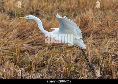 gros plan grand aigrette blanc (egretta alba) volant loin de la prairie à roseau Banque D'Images