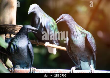 Pigeon Nicobar colorés flânant dans la chaussée, vue latérale Vue de dessus, faisant face à droite, en Thaïlande. Banque D'Images