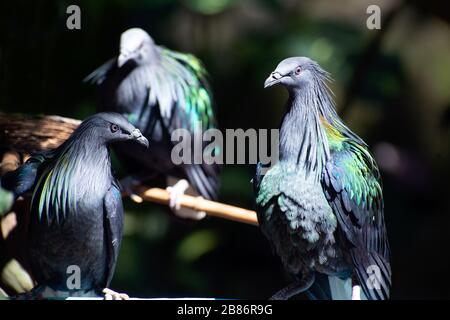 Pigeon Nicobar colorés flânant dans la chaussée, vue latérale Vue de dessus, faisant face à droite, en Thaïlande. Banque D'Images