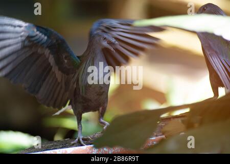 Pigeon Nicobar colorés flânant dans la chaussée, vue latérale Vue de dessus, faisant face à droite, en Thaïlande. Banque D'Images