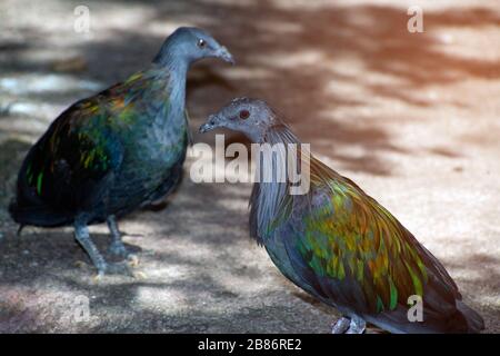 Pigeon Nicobar colorés flânant dans la chaussée, vue latérale Vue de dessus, faisant face à droite, en Thaïlande. Banque D'Images