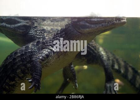 Couple Caiman ( Alligatoridae ) détendez-vous en dormant dans une eau. Banque D'Images