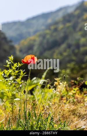 Pavot rouge, Papaver Rhoes, sauvage en pleine croissance à Tierra del Trigo, Tenerife, îles Canaries, Espagne Banque D'Images