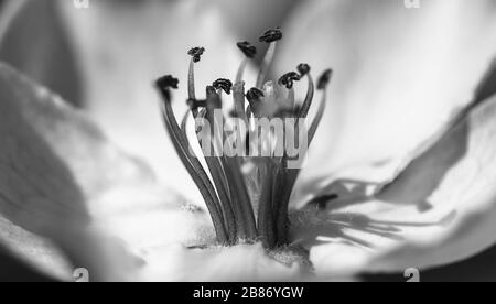 Superbes gros plans de fleurs de printemps en fleurs, pissenlits ou feuilles avec des détails délicats et lumière douce du soleil et arrière-plans bokeh. Banque D'Images