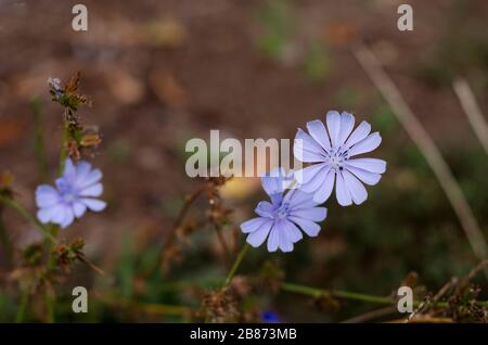 fleurs de chicorée délicates bleues en automne Banque D'Images