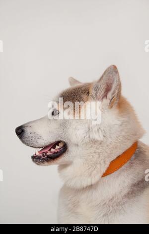 Akita inu gros plan. Akita ken ou akita japonais. Animaux de compagnie. Isolé sur un fond gris. Banque D'Images