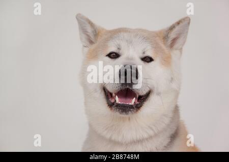 Akita inu isolée sur un fond gris. Akita ken ou akita japonais. Animaux de compagnie. Banque D'Images