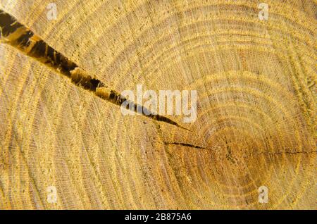 arbre en coupe transversale avec anneaux annuels Banque D'Images