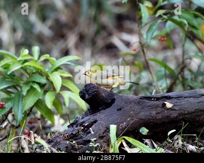 Une leiothrix de facture rouge, Leiothrix lutea, perche sur une trace tombée dans une forêt près de Yokohama, au Japon. Banque D'Images