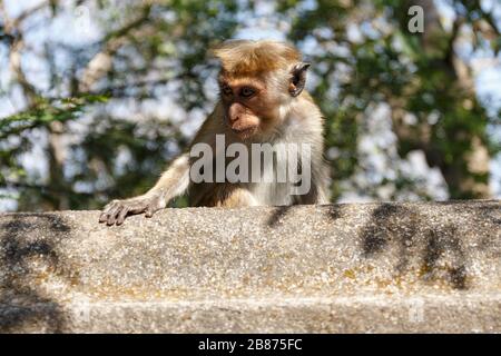 Singe Toque macaque sauvage (Macaca sinica) au Temple de la Grotte, Dambulla, Sri Lanka, Banque D'Images