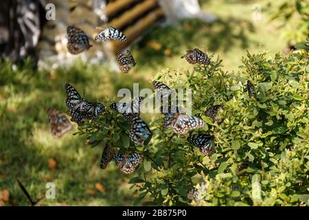 Asie Sri Lanka Polygiana buissons de Polonnaruwa Dipauyana avec cluster Blue Tiger papillons tirumala Septentrrionis Ceylon Palmfly ou Orange Plain Tiger Banque D'Images