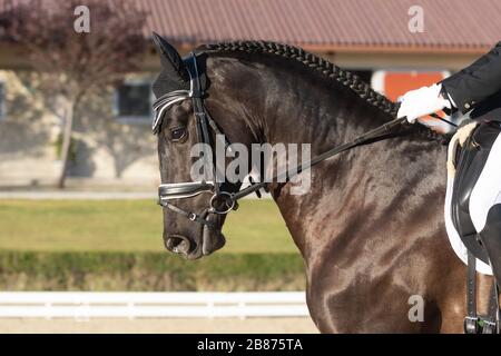 Portrait face d'un cheval noir espagnol dans un concours de dressage Banque D'Images