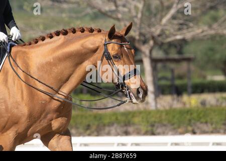 Portrait face d'un cheval de châtaignier hanoverian dans une compétition de dressage Banque D'Images